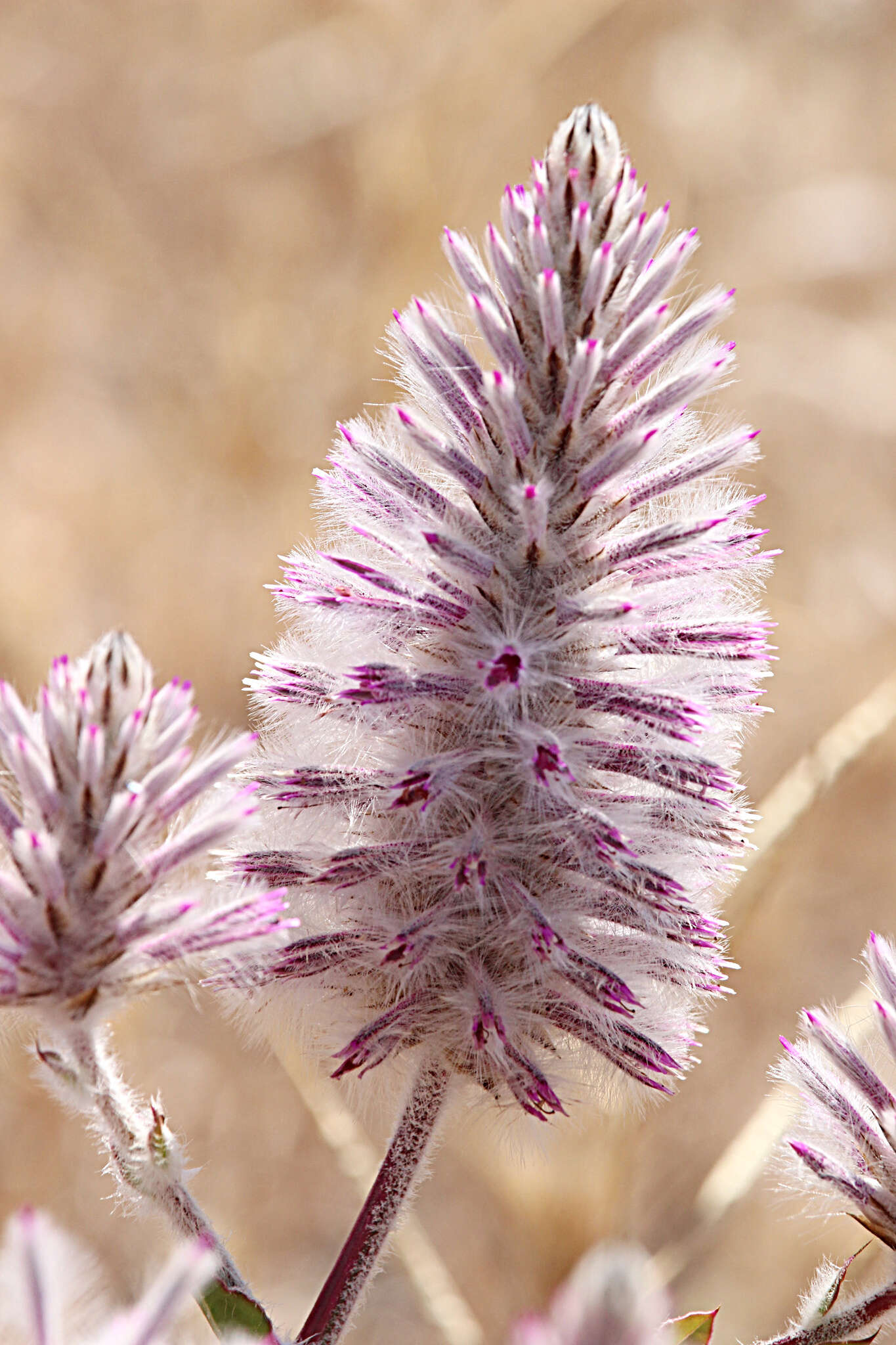 Image of Ptilotus exaltatus Nees