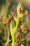 صورة Ophrys speculum subsp. regis-ferdinandii (Acht. & Kellerer ex Renz) Soó