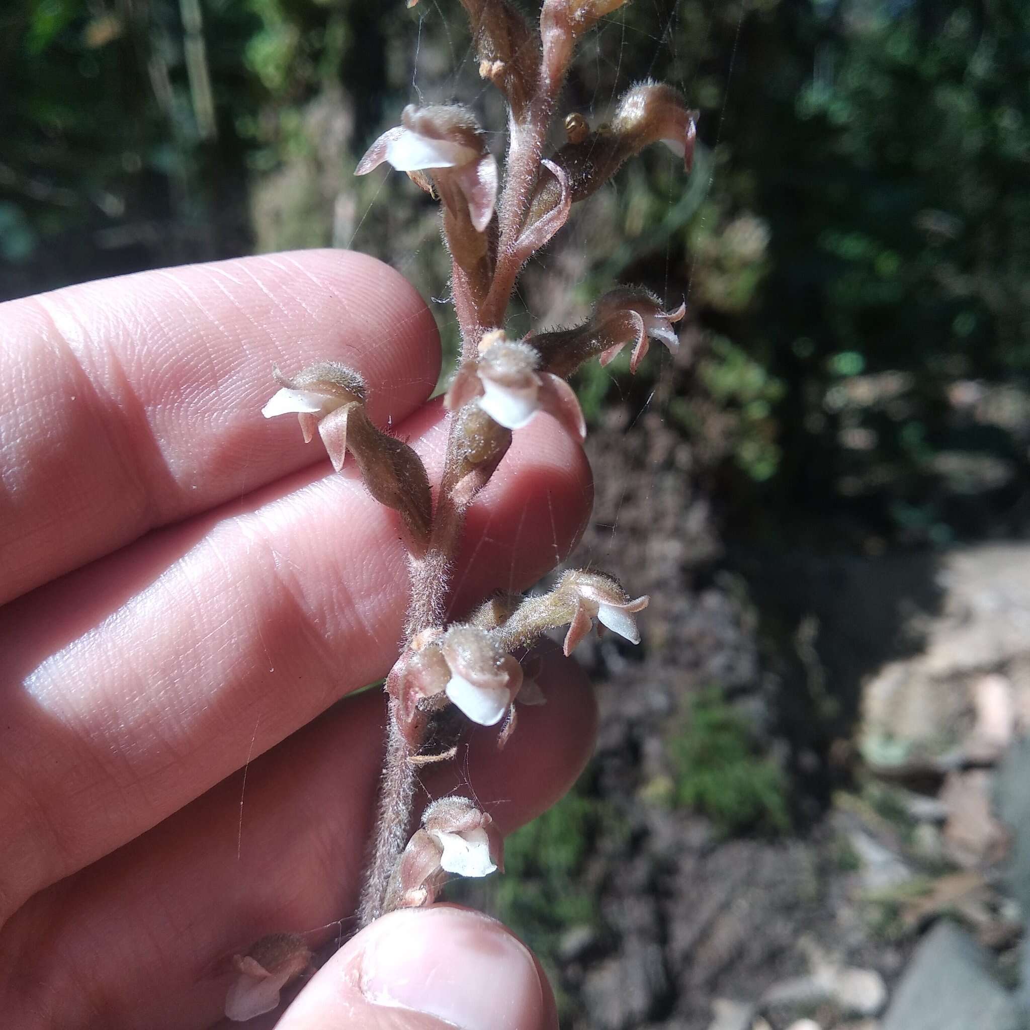 Image of Sarcoglottis schaffneri (Rchb. fil.) Ames