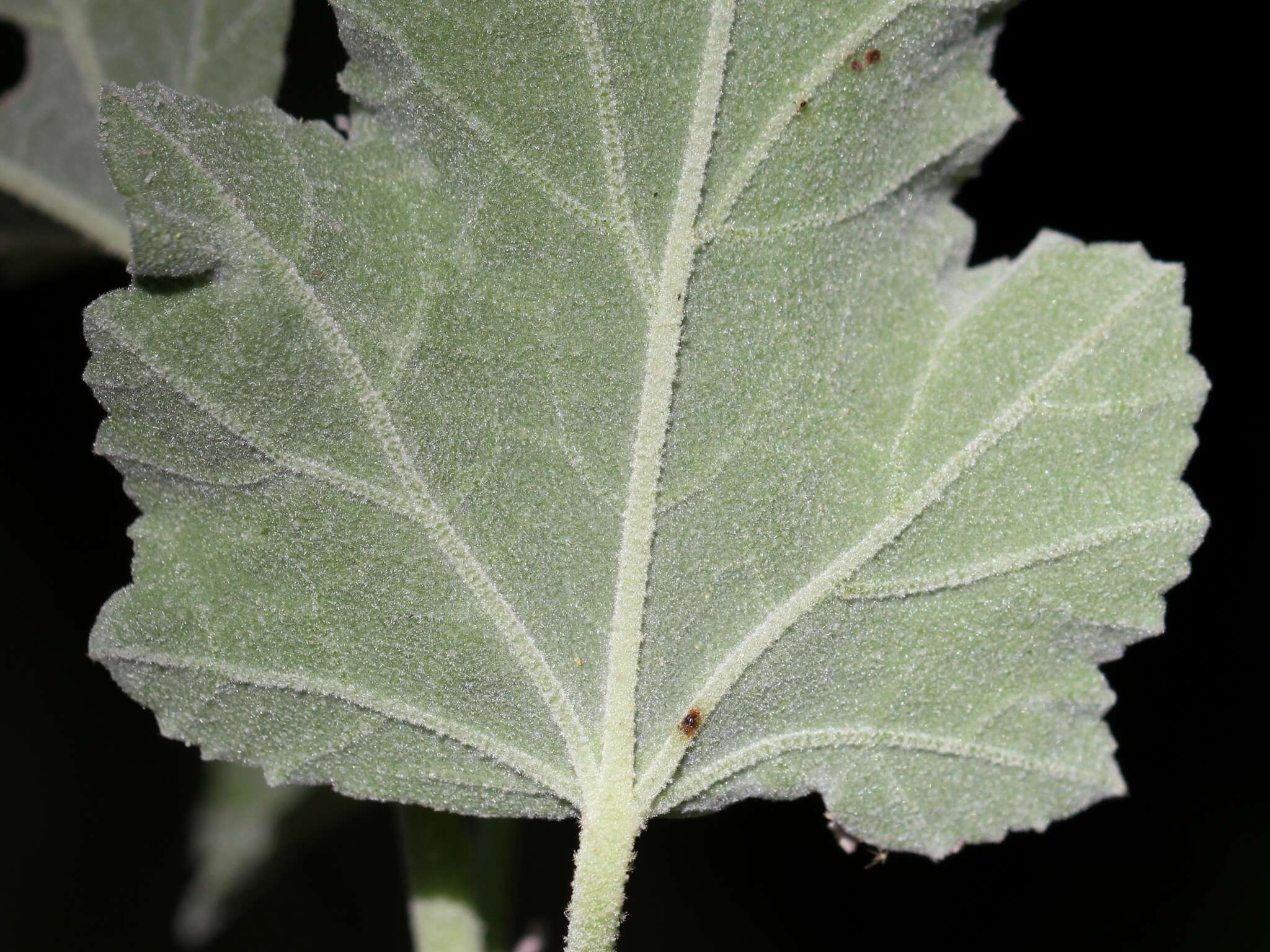 Image of Malva olbia (L.) Alef.