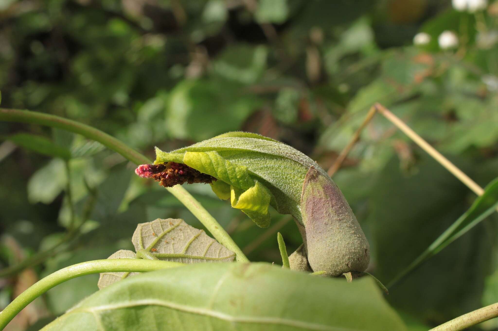 Image of hibiscadelphus