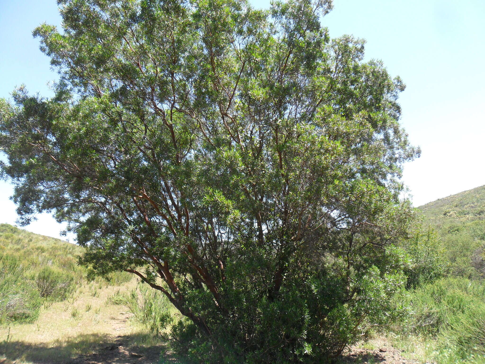 Image of ornithostaphylos