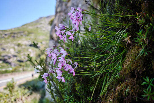 Image of Geissorhiza outeniquensis Goldblatt