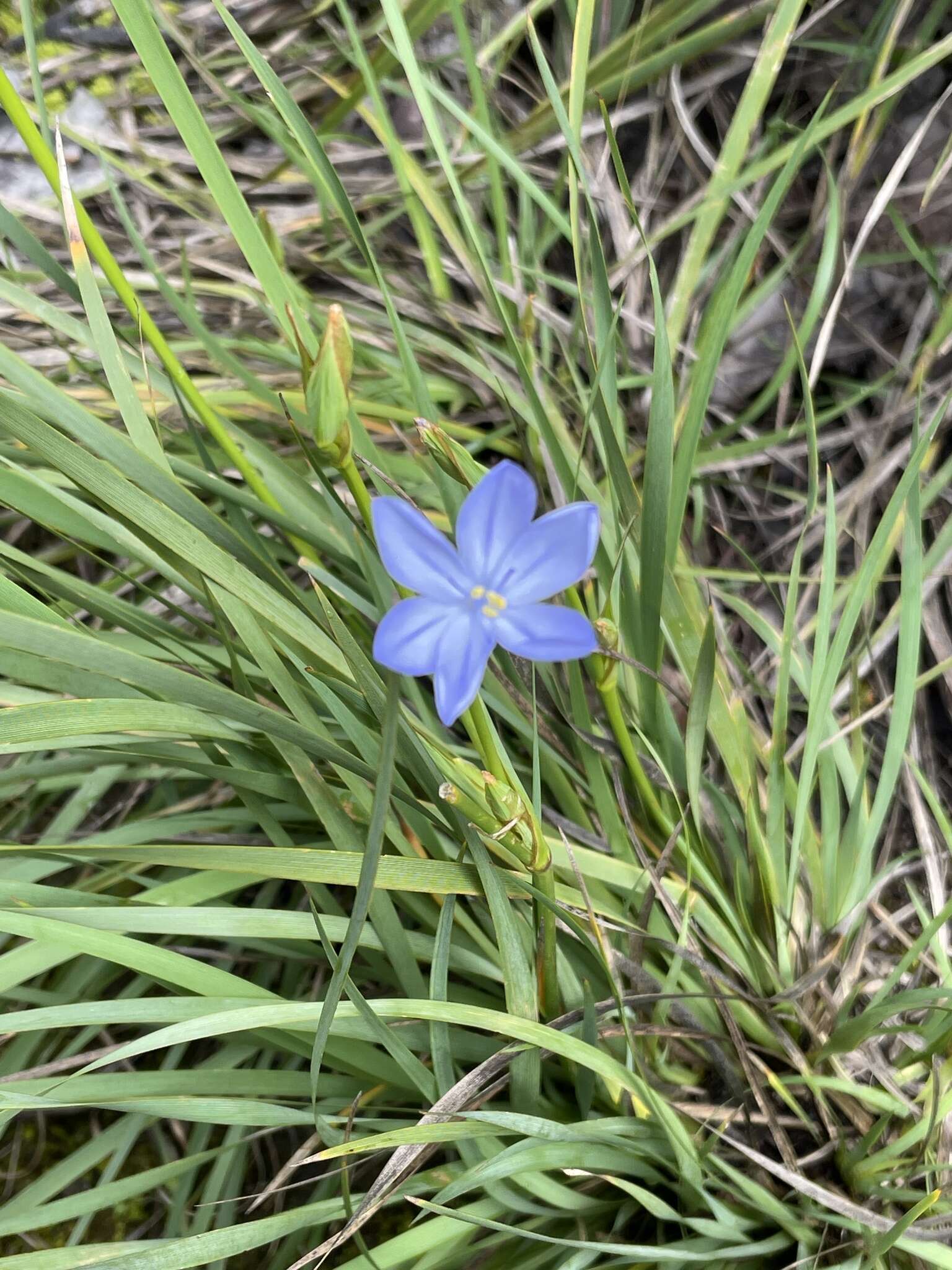 Orthrosanthus multiflorus Sweet的图像