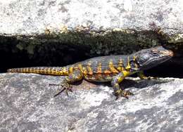 Image de Lézard des rochers