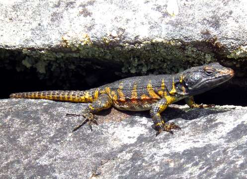 Image of Eastern Cape Crag Lizard