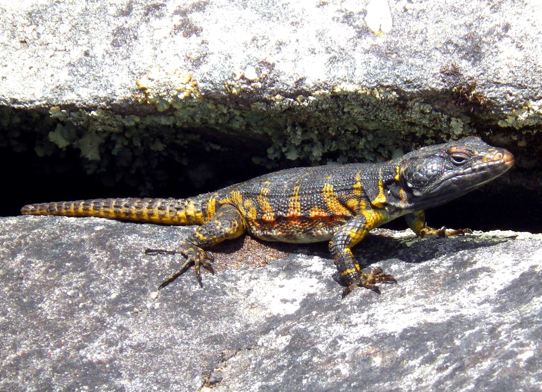 Image of Eastern Cape Crag Lizard