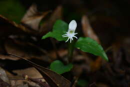 Image of Cheirostylis octodactyla Ames