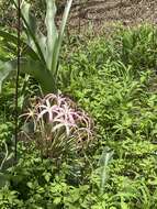 Image de Crinum buphanoides Welw. ex Baker