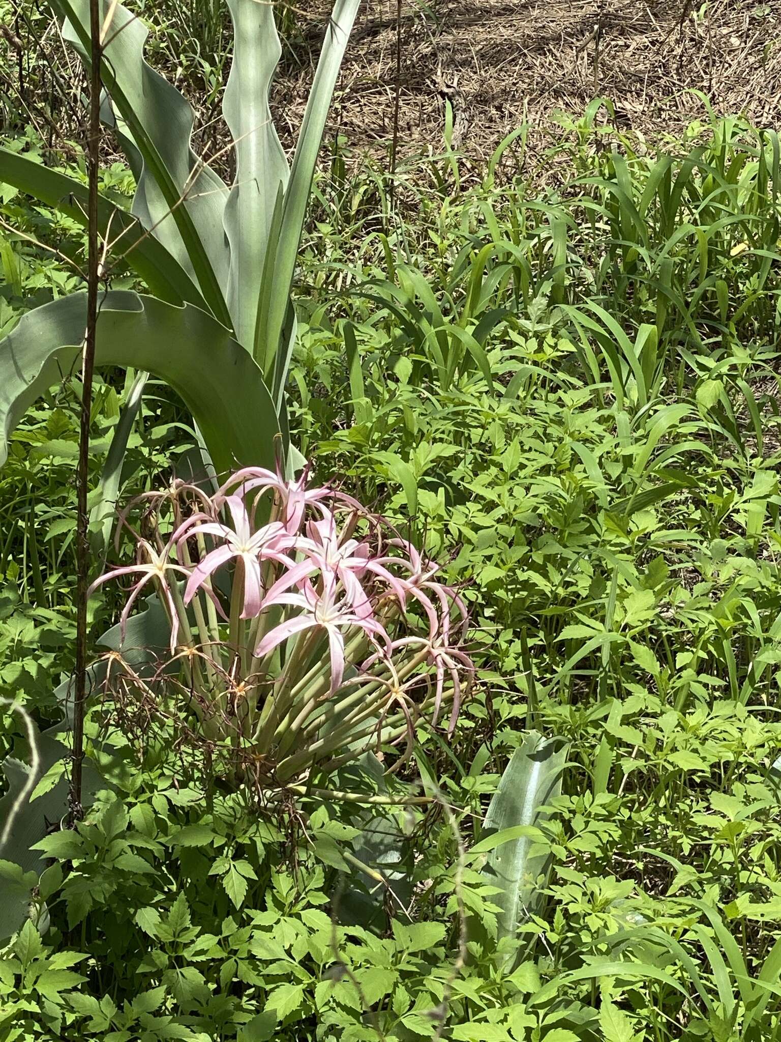 Image de Crinum buphanoides Welw. ex Baker