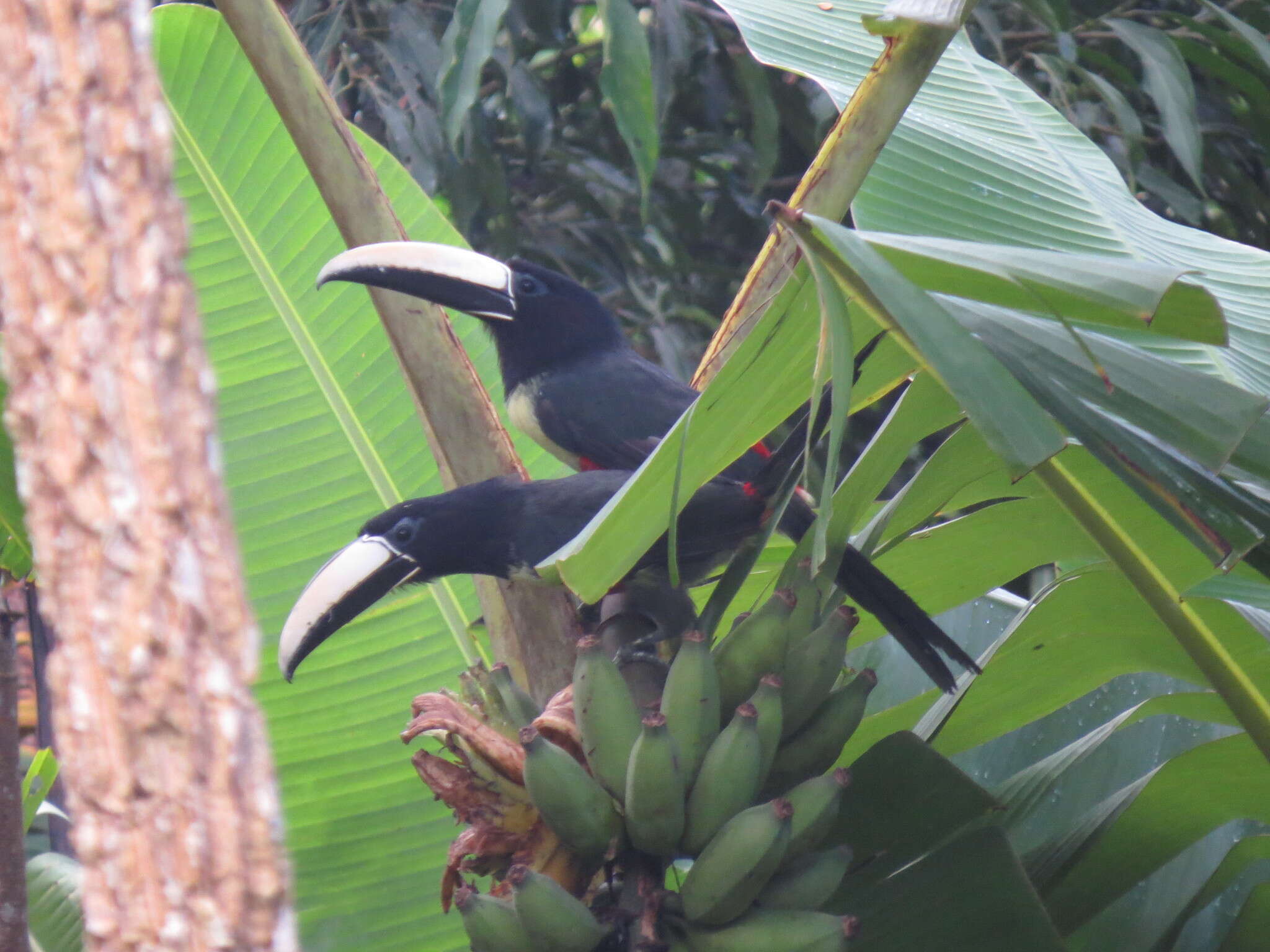 Image of Black-necked Aracari