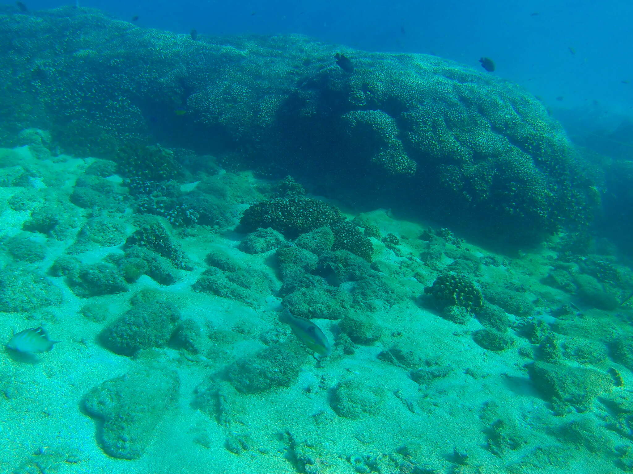 Image of Spinster wrasse