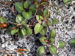 Image of Disa obliqua subsp. clavigera (Lindl.) Bytebier