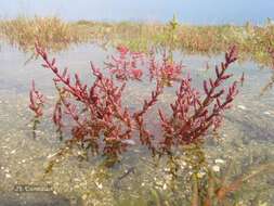 Sivun Salicornia ramosissima J. Woods kuva