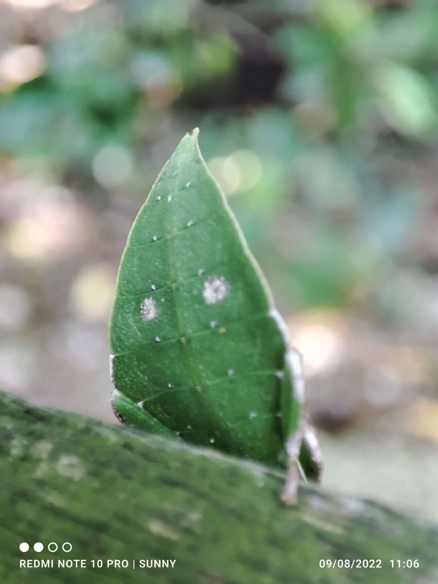 Image of Cryptophyllium chrisangi (Seow-Choen 2017)