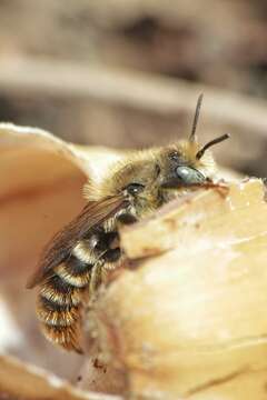 Image of Osmia rufohirta Latreille 1811