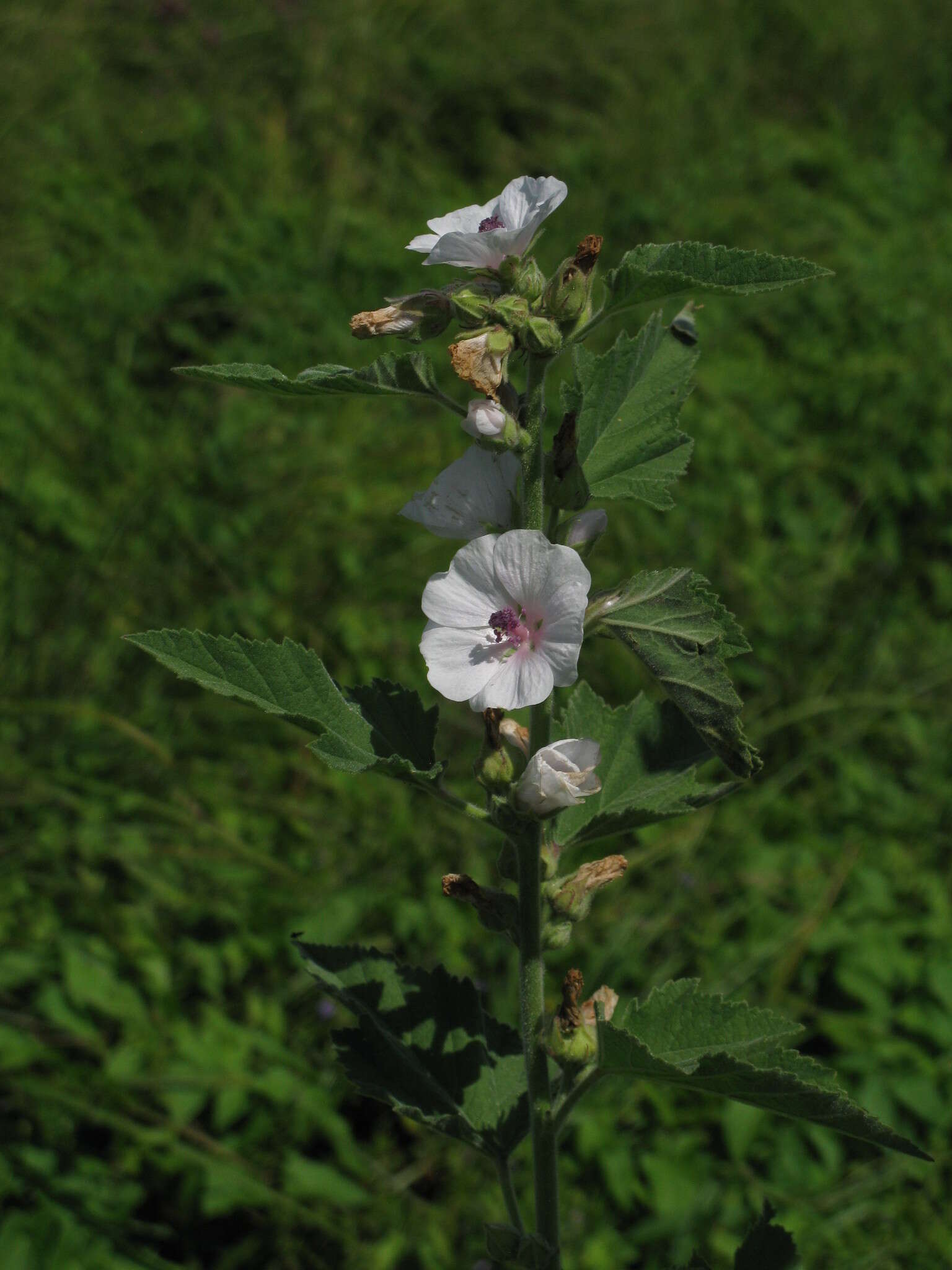 Image de Guimauve officinale