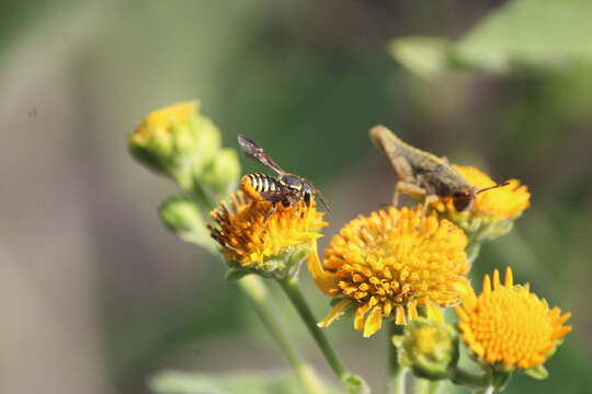 Image of Paranthidium gabbii (Cresson 1878)