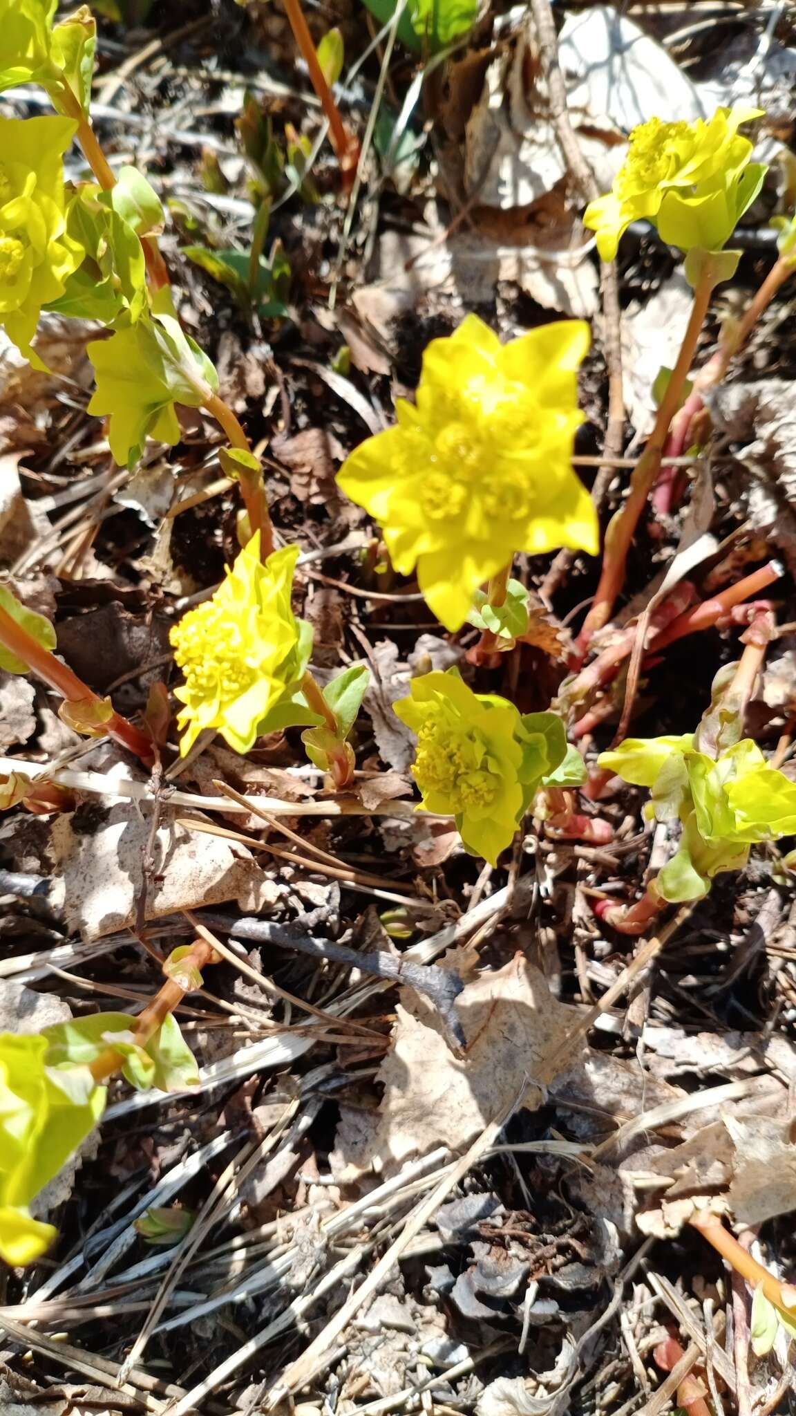 Слика од Euphorbia altaica Ledeb.