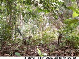 Image of Mandrill