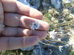 Image of Armeria canescens (Host) Boiss.