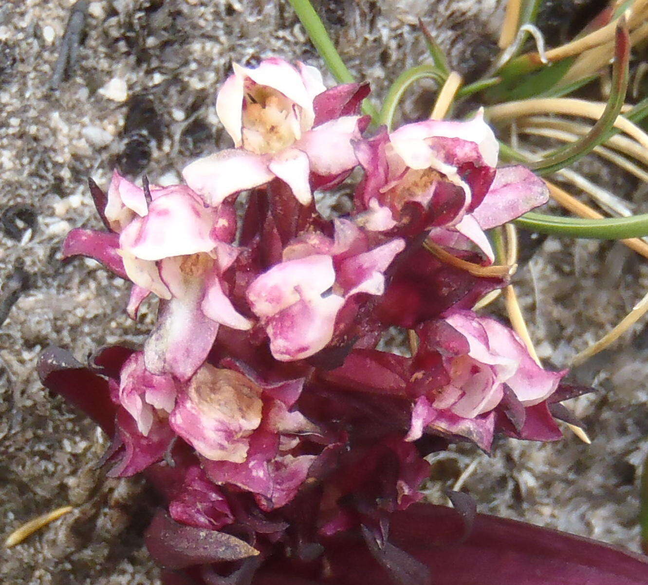 Image de Disa linderiana Bytebier & E. G. H. Oliv.