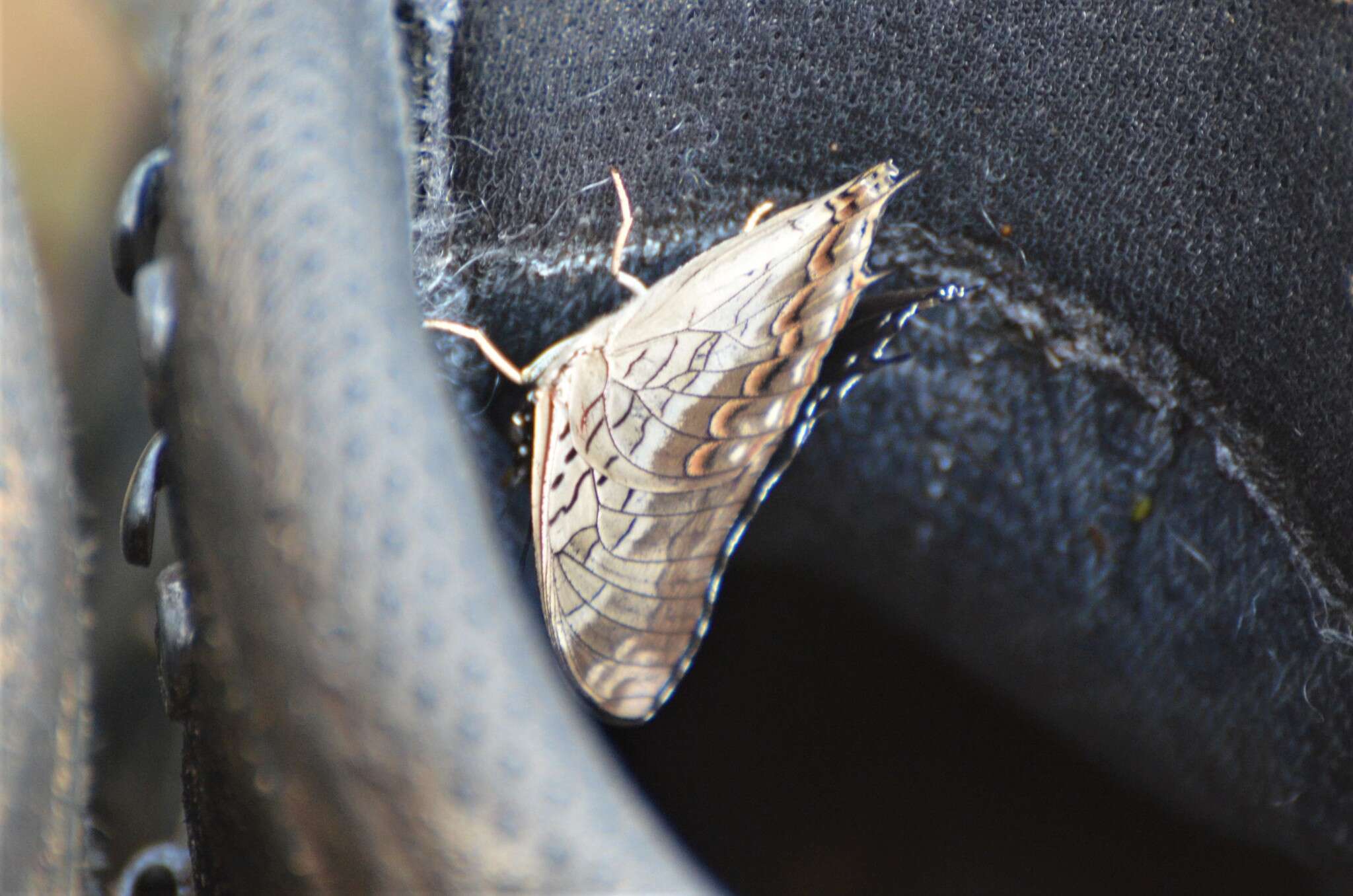 Image of Silver Demon Charaxes