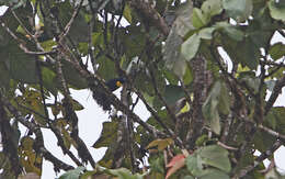 Image of Golden-chested Tanager