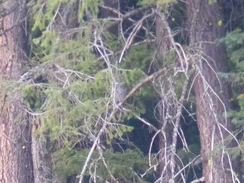 Image of Great Gray Owl