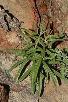 Tylecodon kritzingeri E. J. van Jaarsweld resmi