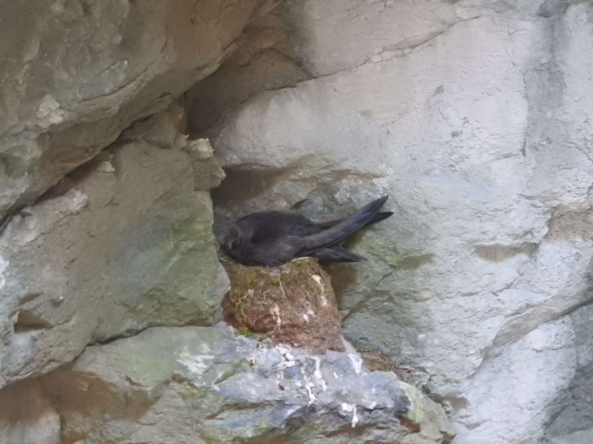 Image of American Black Swift