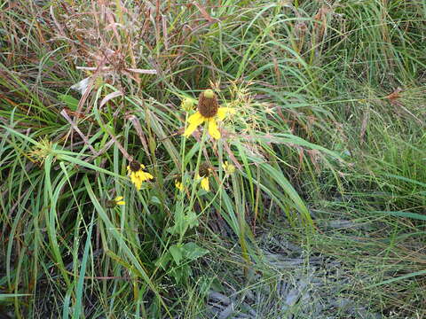 Image of Texas coneflower