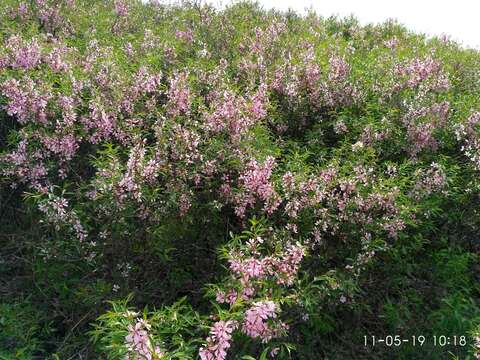 Imagem de Prunus tenella Batsch