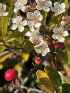 Image de Pyracantha fortuneana (Maxim.) H. L. Li