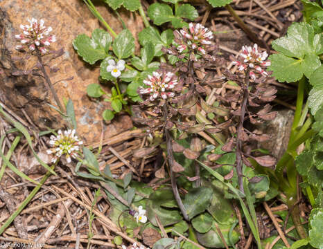 Image de Noccaea cypria (Bornm.) F. K. Mey.