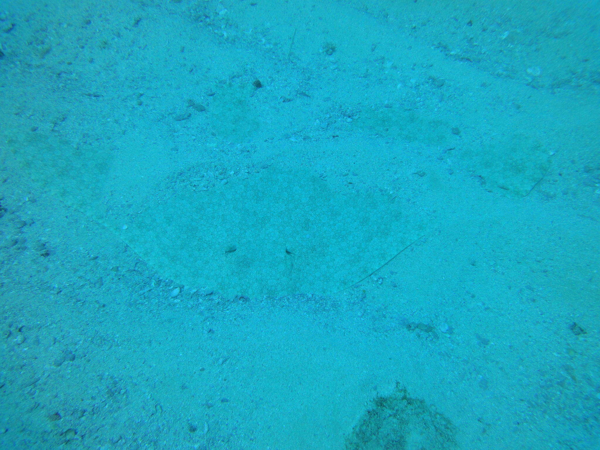 Image of Backwater butterfly ray