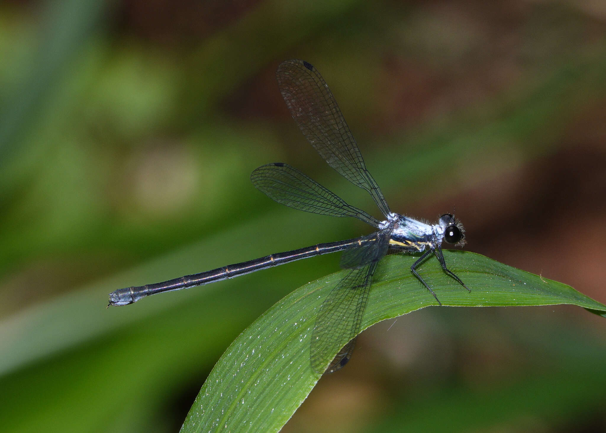 Image of azure flatwing