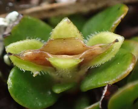 Plancia ëd Schizacme montana (Hook. fil. ex Benth.) C. R. Dunlop