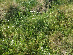 Image of field chickweed