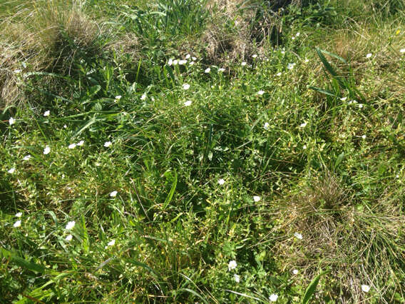 Image of field chickweed