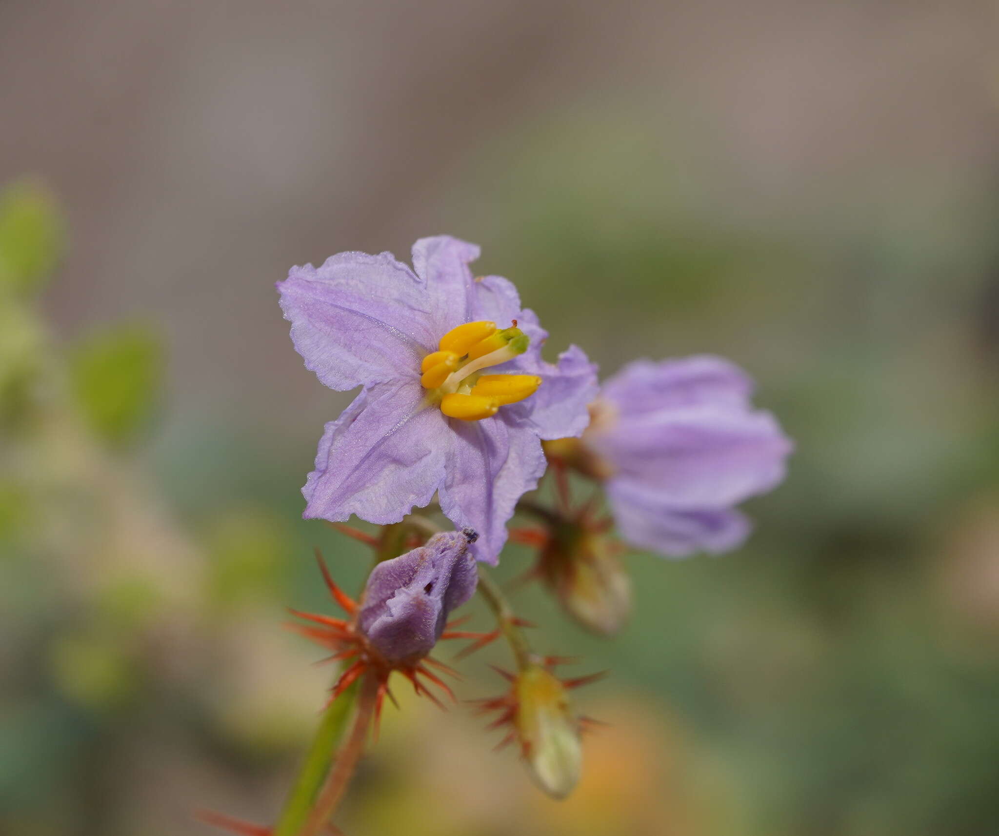 Image of Solanum lacunarium F. Müll.