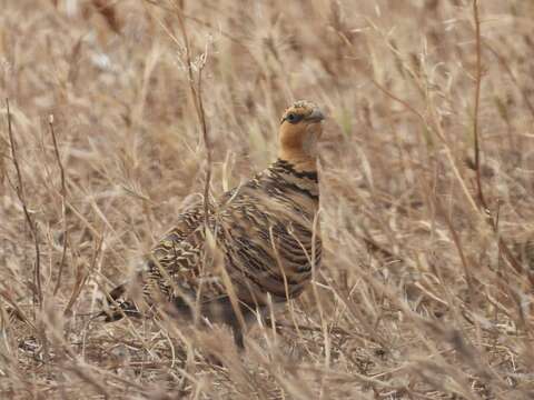 Image of Pin-tailed Sandgrouse