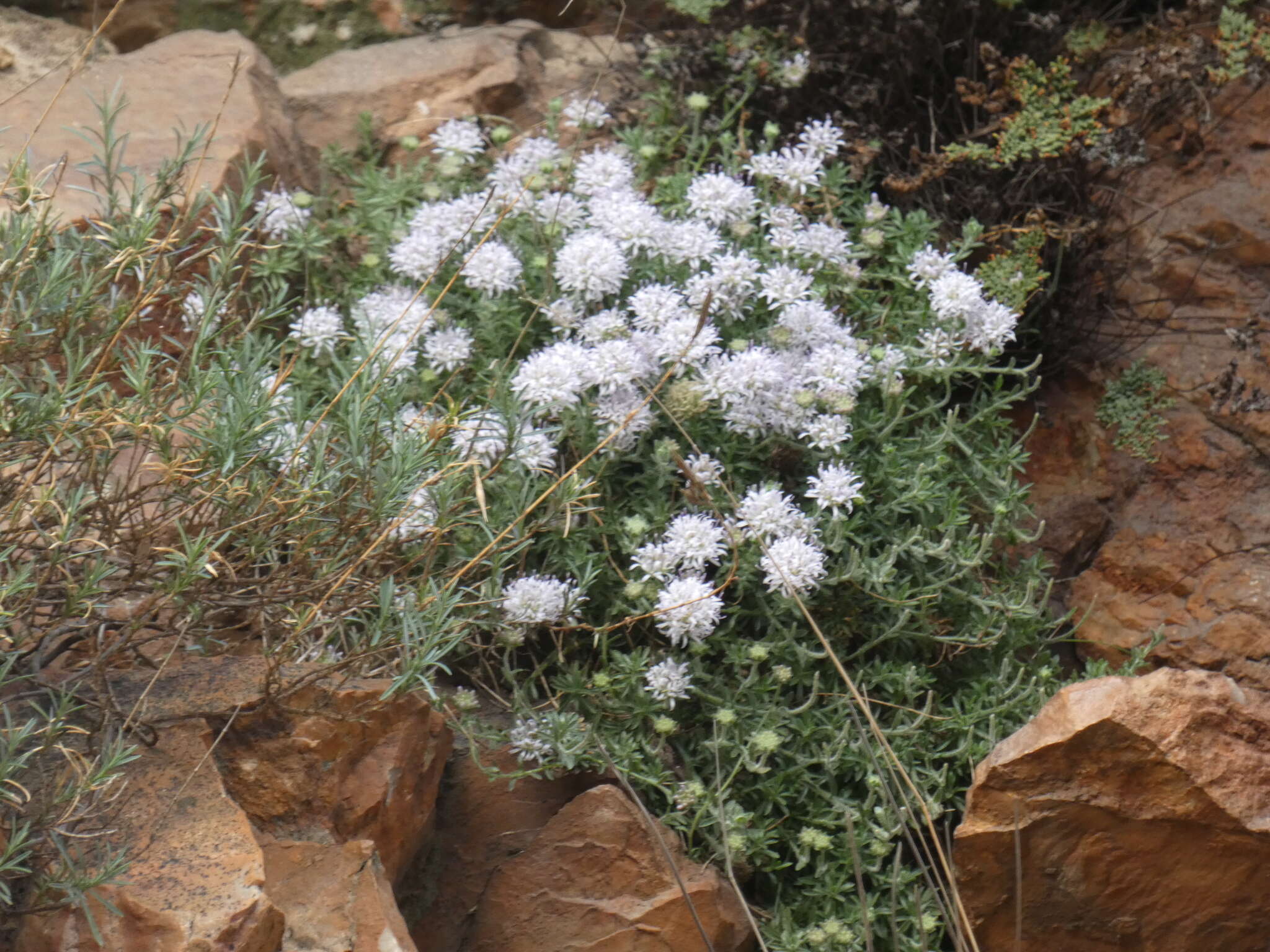 Image de Jasione crispa subsp. mariana (Willk.) Rivas Mart.