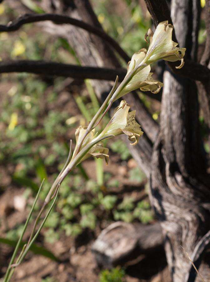 Imagem de Gladiolus recurvus L.