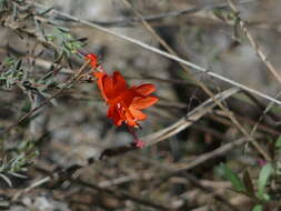 Epilobium canum subsp. canum的圖片