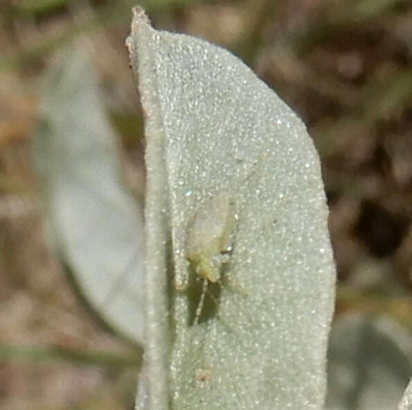 Image of Cotton Fleahopper