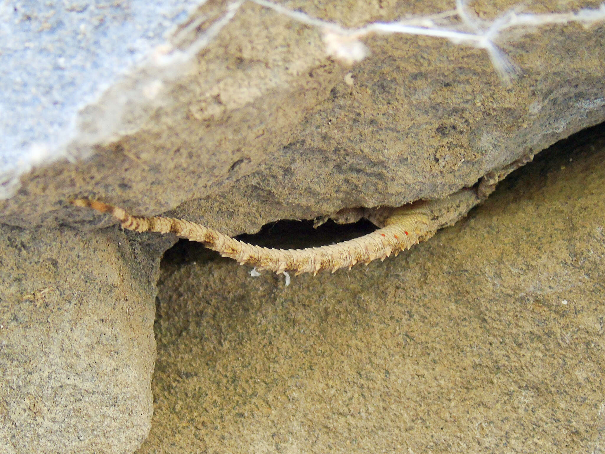 Image of Asia Minor Thin-toed Gecko