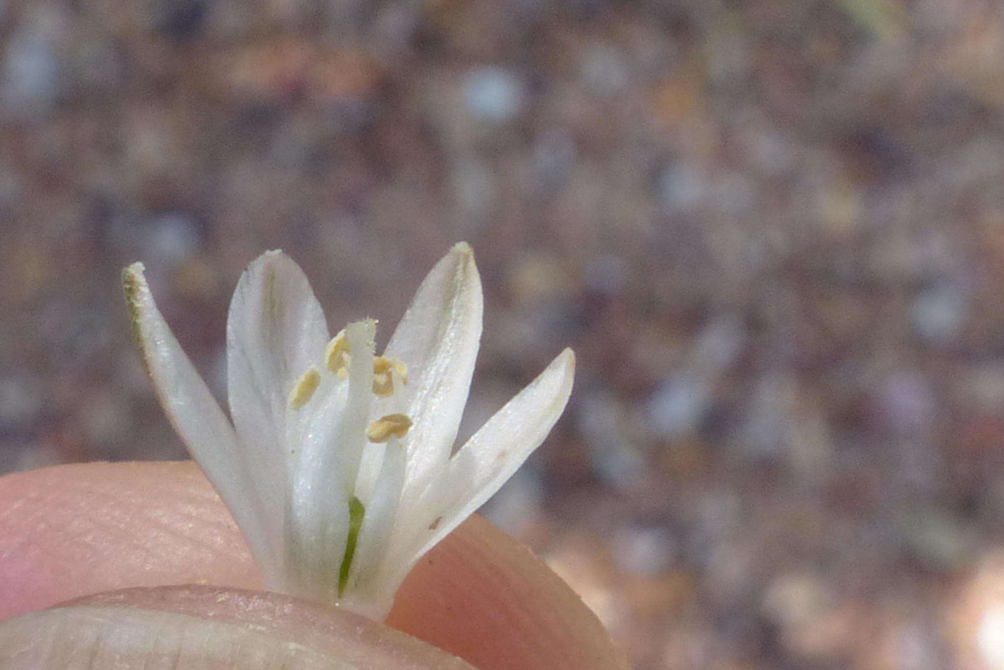 Sivun Ornithogalum thunbergii Kunth kuva