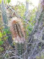 Pilosocereus quadricentralis (E. Y. Dawson) Backeb. resmi