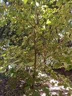 Image of Acer binzayedii Y. L. Vargas-Rodr.